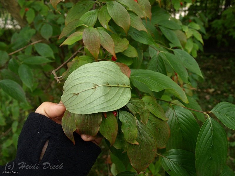 Cornus officinalis - Herrenkamper Gärten - Pflanzenraritäten