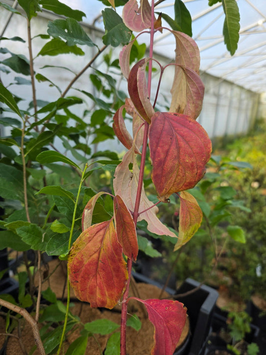 Cornus walteri - Herrenkamper Gärten - Pflanzenraritäten