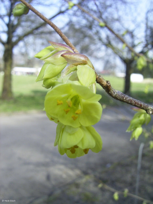 Corylopsis glabrescens - Herrenkamper Gärten - Pflanzenraritäten