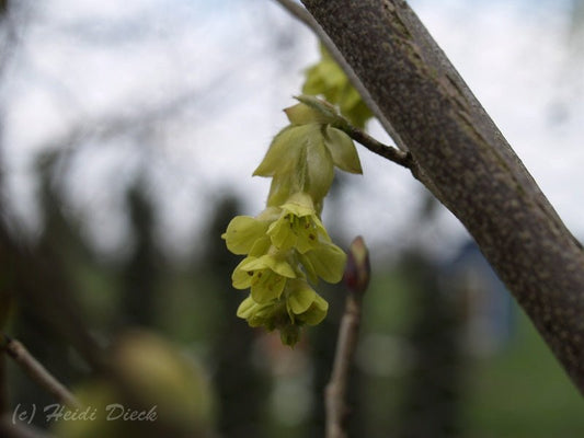 Corylopsis sinensis - Herrenkamper Gärten - Pflanzenraritäten