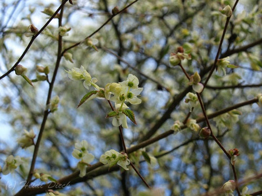 Corylopsis spicata - Herrenkamper Gärten - Pflanzenraritäten