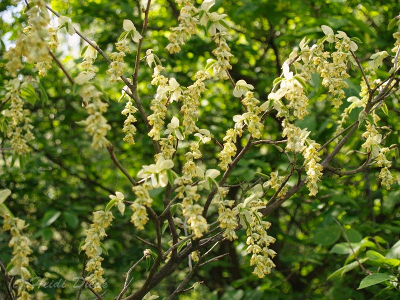 Corylopsis willmottiae - Herrenkamper Gärten - Pflanzenraritäten