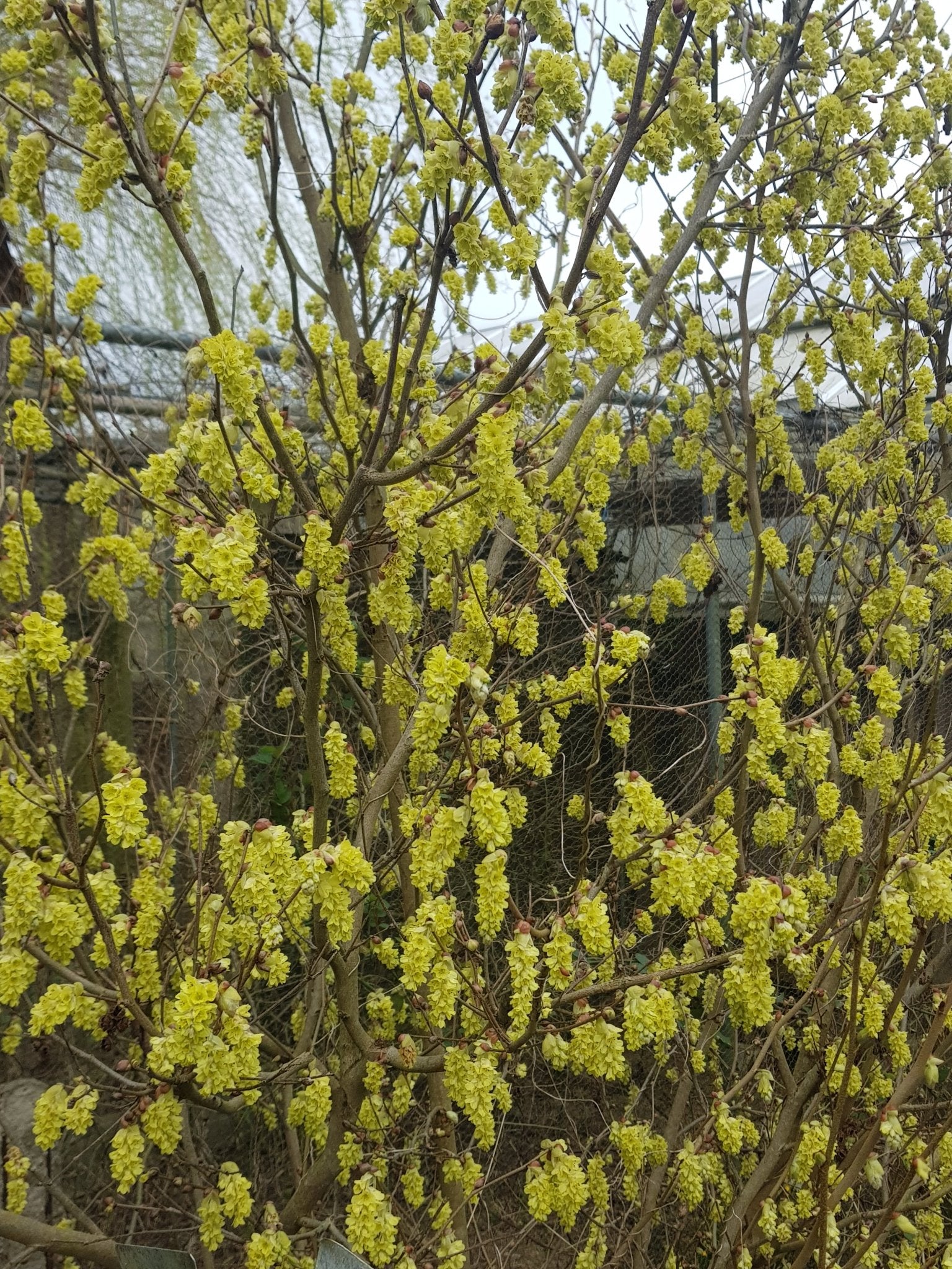 Corylopsis willmottiae - Herrenkamper Gärten - Pflanzenraritäten