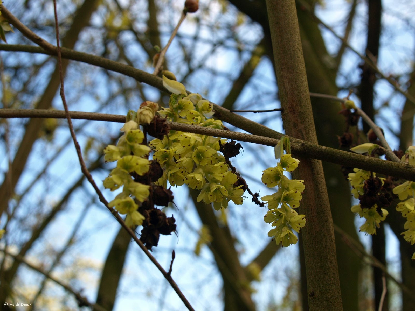 Corylopsis willmottiae - Herrenkamper Gärten - Pflanzenraritäten