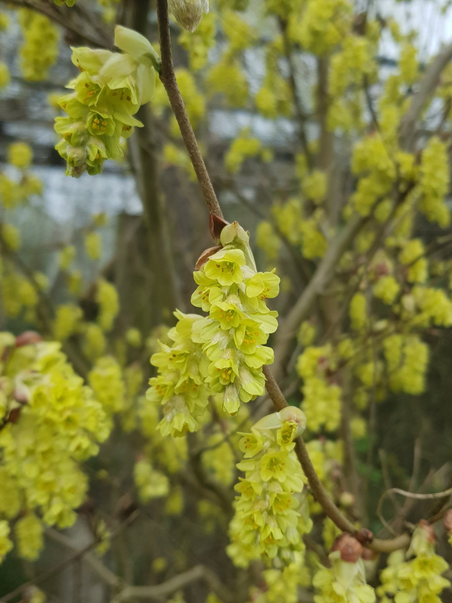 Corylopsis willmottiae - Herrenkamper Gärten - Pflanzenraritäten