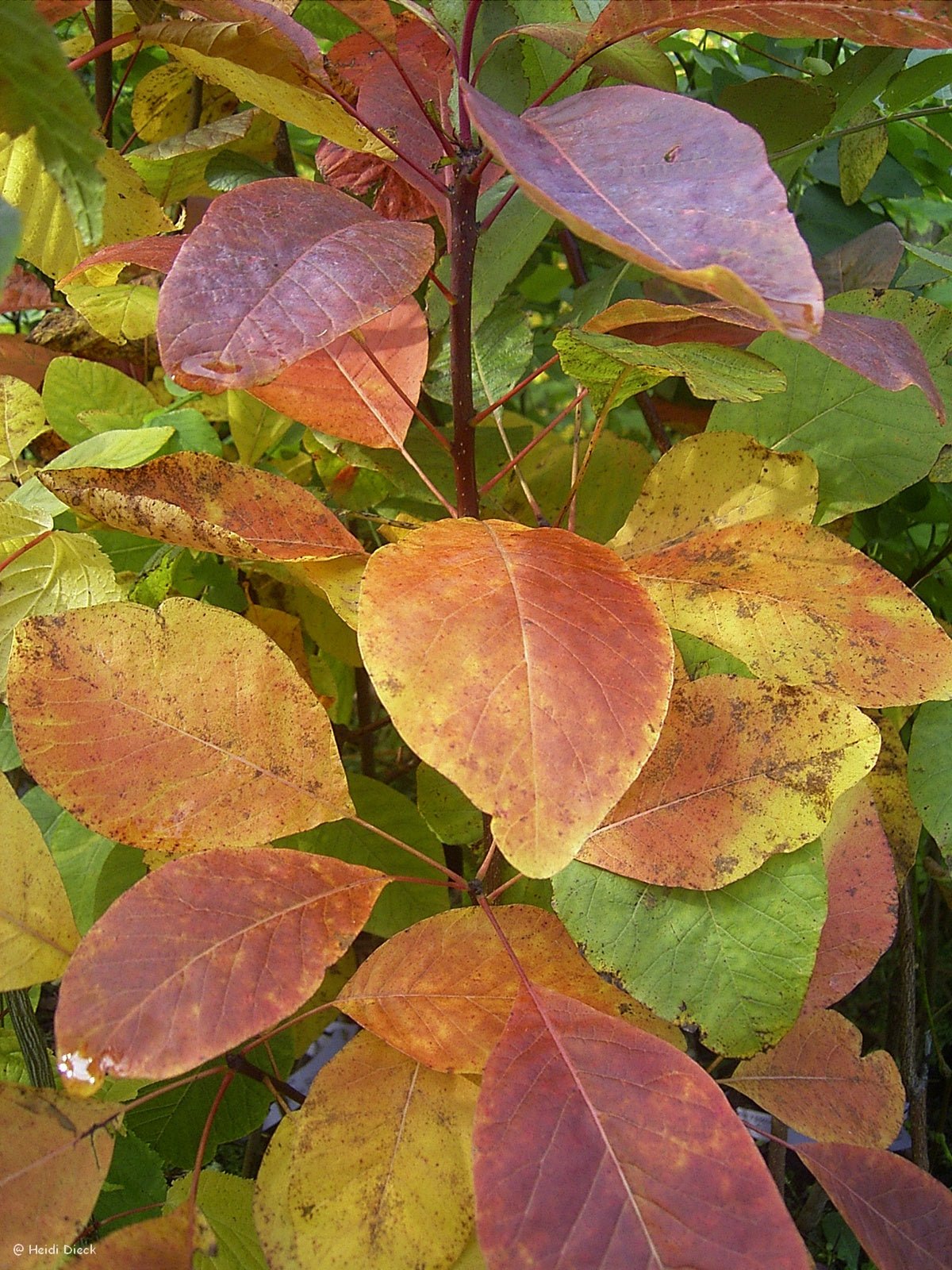 Cotinus obovatus - Herrenkamper Gärten - Pflanzenraritäten