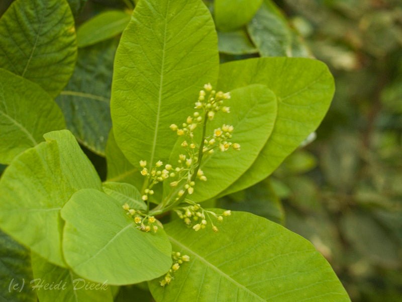 Cotinus obovatus - Herrenkamper Gärten - Pflanzenraritäten