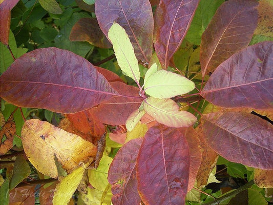 Cotinus obovatus - Herrenkamper Gärten - Pflanzenraritäten