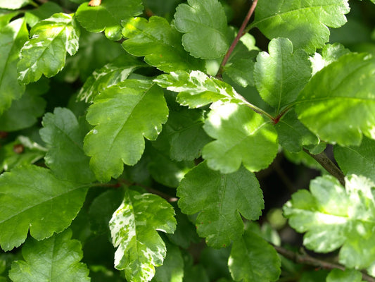 Crataegus laevigata 'Gireoudii' - Herrenkamper Gärten - Pflanzenraritäten