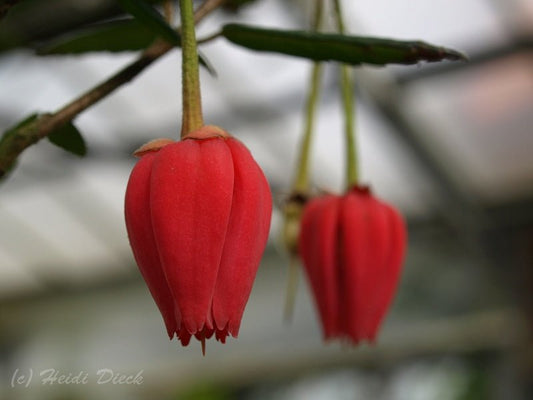 Crinodendron hookerianum - Herrenkamper Gärten - Pflanzenraritäten