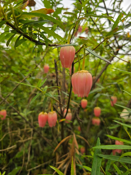 Crinodendron hookerianum 'Ashmount' - Herrenkamper Gärten - Pflanzenraritäten