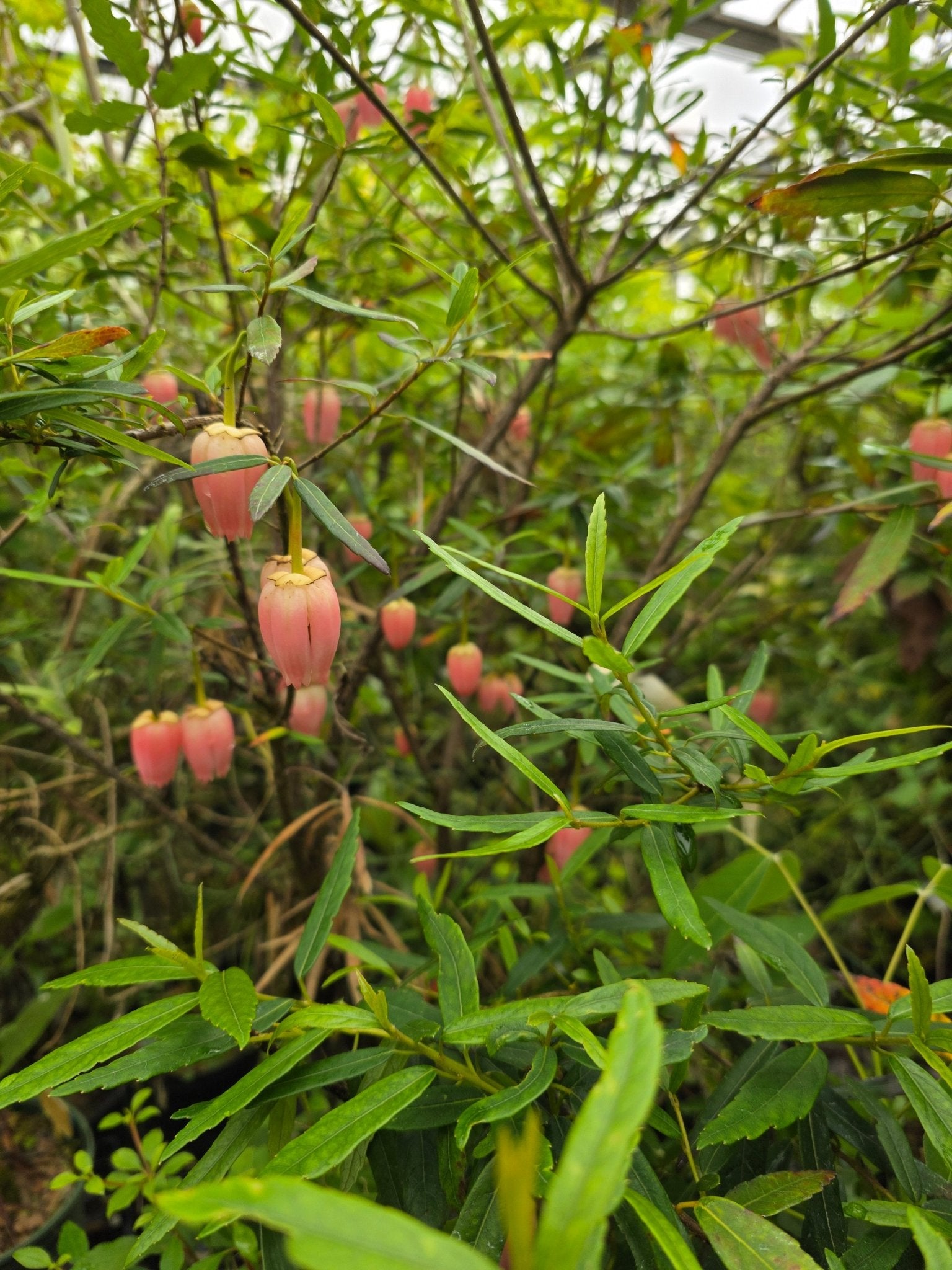 Crinodendron hookerianum 'Ashmount' - Herrenkamper Gärten - Pflanzenraritäten