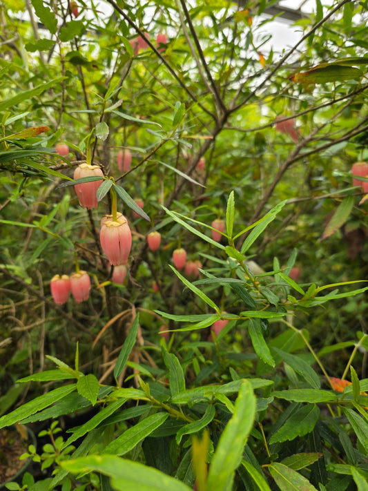 Crinodendron hookerianum 'Ashmount' - Herrenkamper Gärten - Pflanzenraritäten