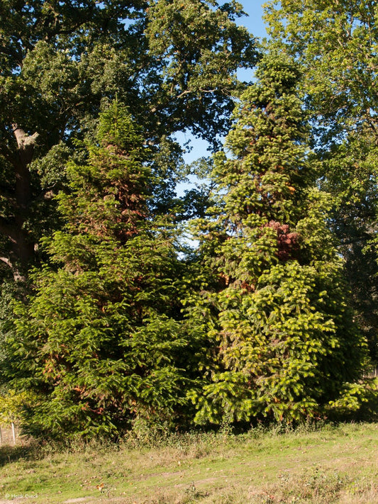 Cunninghamia lanceolata - Herrenkamper Gärten - Pflanzenraritäten