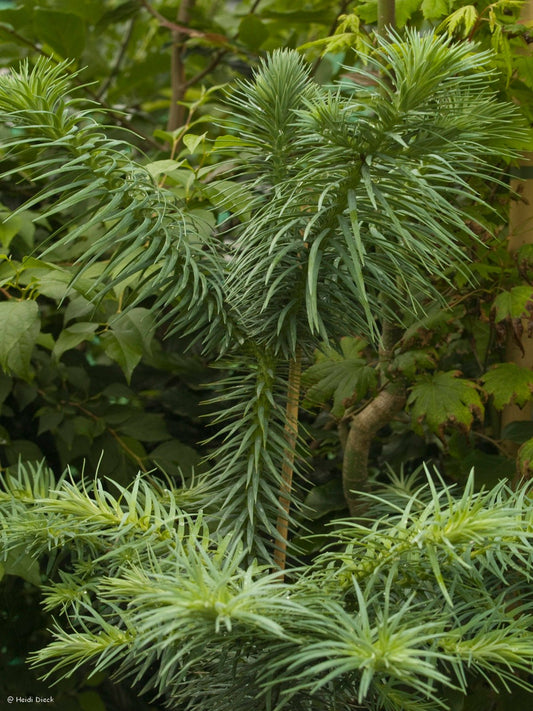 Cunninghamia lanceolata 'Glauca' - Herrenkamper Gärten - Pflanzenraritäten