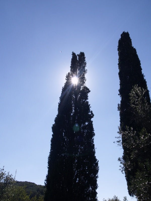 Cupressus sempervirens - Herrenkamper Gärten - Pflanzenraritäten