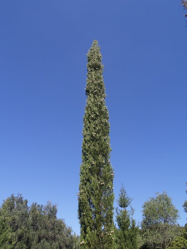 Cupressus sempervirens - Herrenkamper Gärten - Pflanzenraritäten