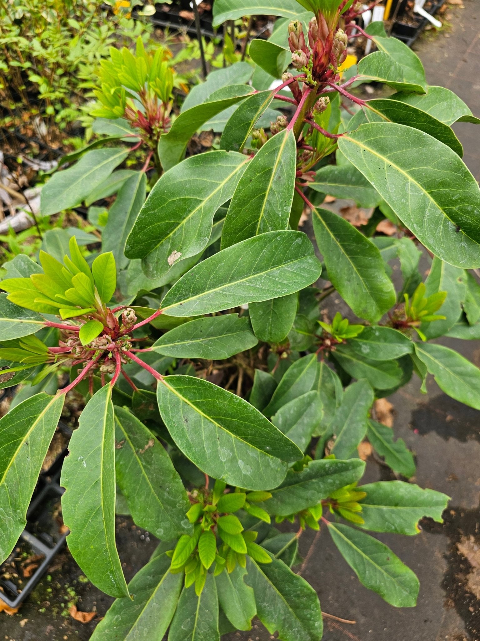 Daphniphyllum macropodum - Herrenkamper Gärten - Pflanzenraritäten