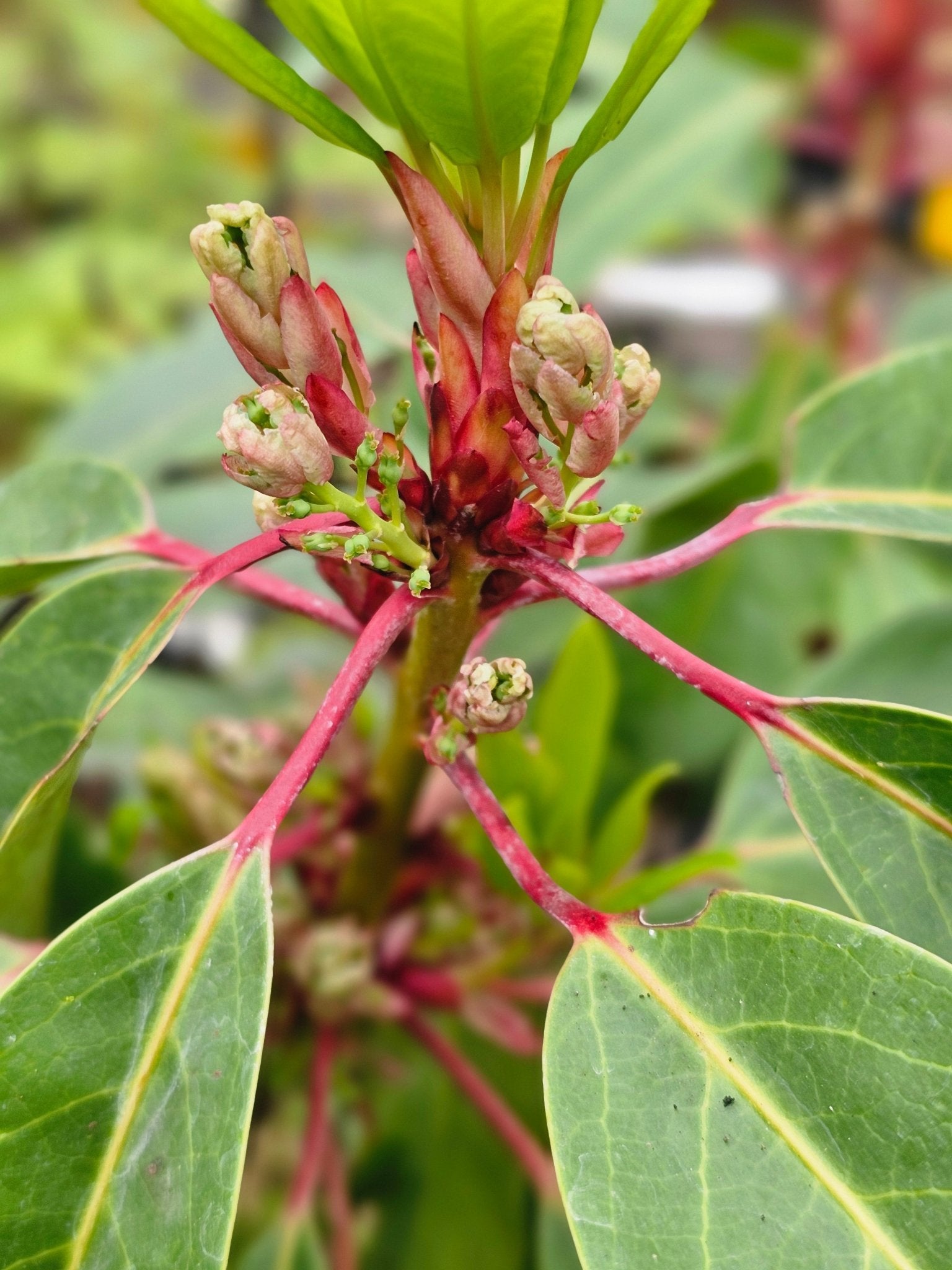 Daphniphyllum macropodum - Herrenkamper Gärten - Pflanzenraritäten