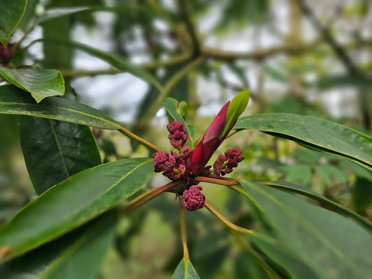 Daphniphyllum macropodum - Herrenkamper Gärten - Pflanzenraritäten