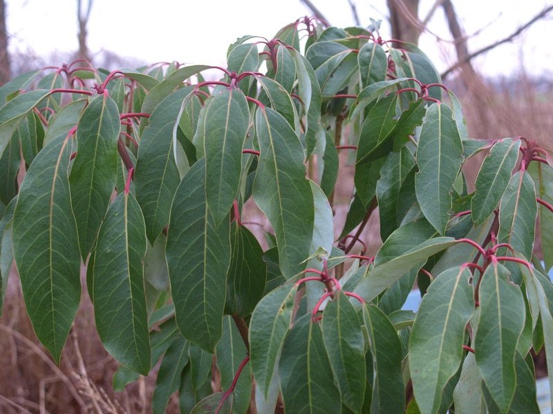 Daphniphyllum macropodum - Herrenkamper Gärten - Pflanzenraritäten