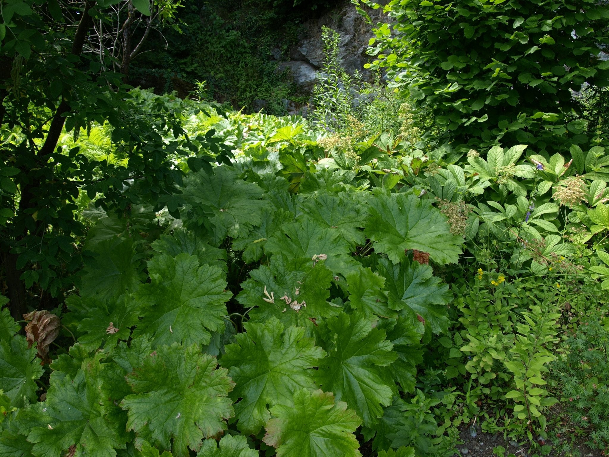 Darmera peltata - Herrenkamper Gärten - Pflanzenraritäten