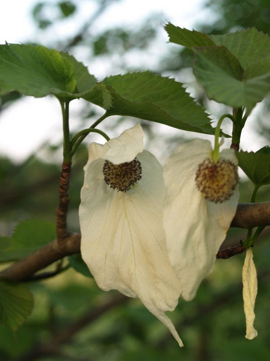 Davidia involucrata var.vilmoriniana - Herrenkamper Gärten - Pflanzenraritäten