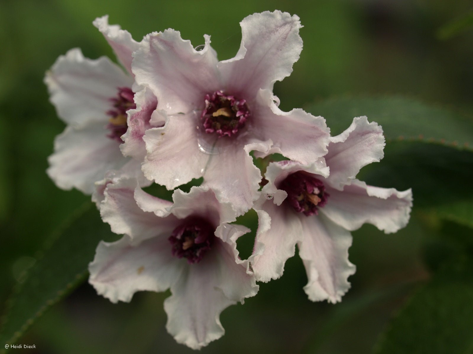 Deutzia 'Dark Eyes' - Herrenkamper Gärten - Pflanzenraritäten