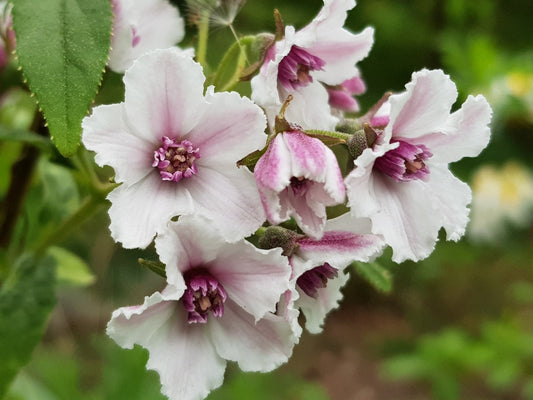 Deutzia 'Dark Eyes' - Herrenkamper Gärten - Pflanzenraritäten