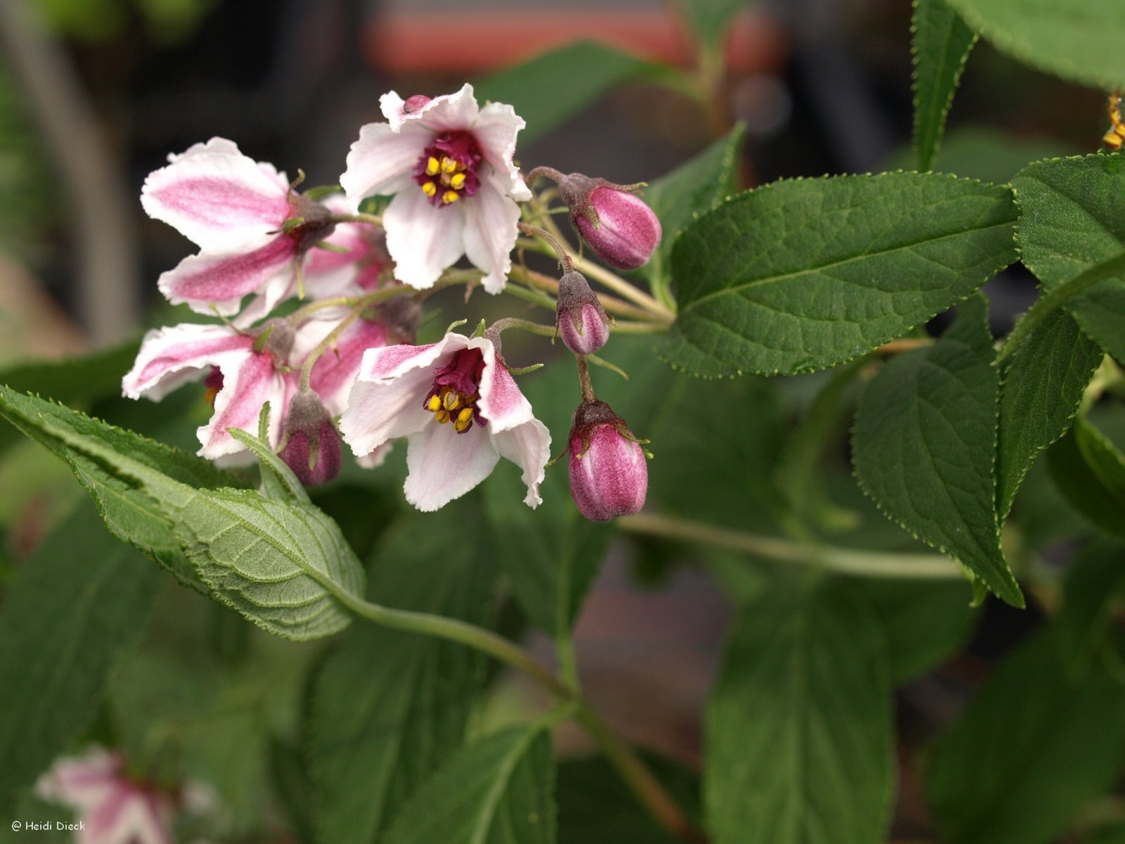 Deutzia 'Dark Eyes' - Herrenkamper Gärten - Pflanzenraritäten