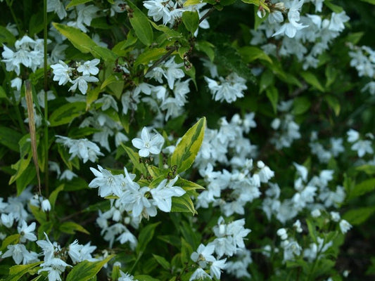 Deutzia gracilis 'Aurea' - Herrenkamper Gärten - Pflanzenraritäten