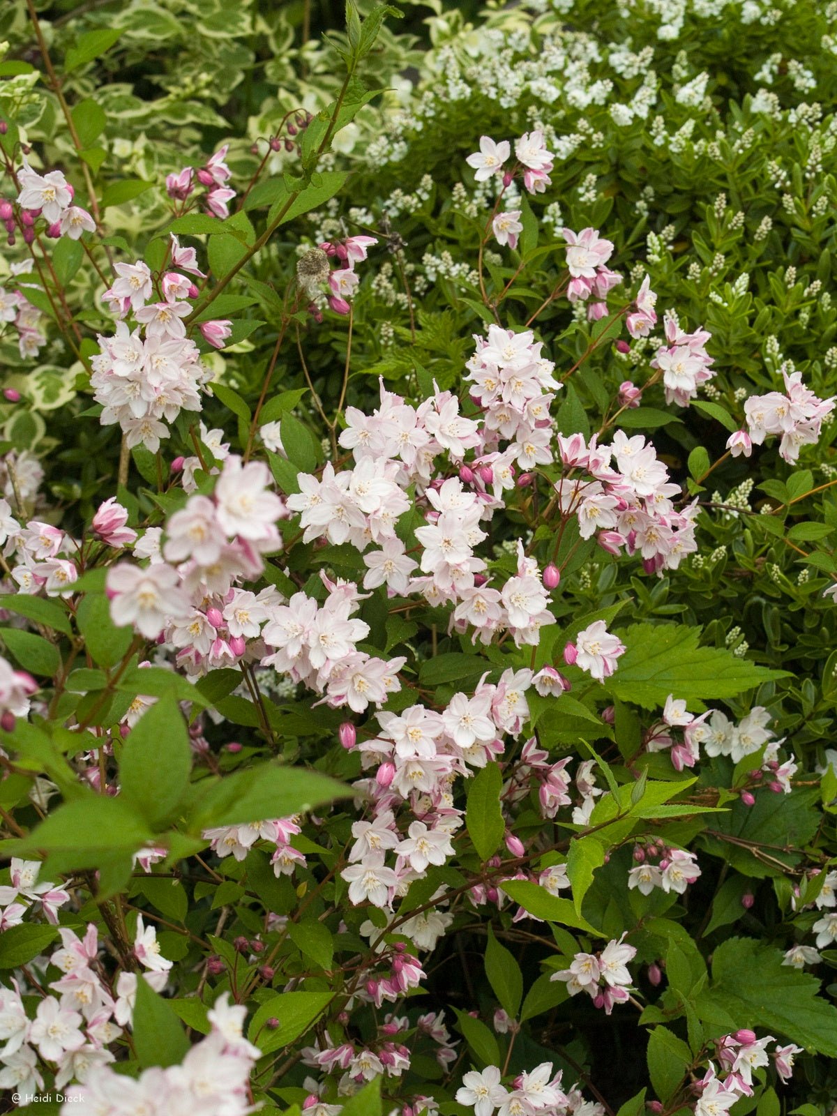 Deutzia rosea 'Carminea' - Herrenkamper Gärten - Pflanzenraritäten