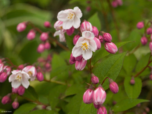 Deutzia rosea 'Carminea' - Herrenkamper Gärten - Pflanzenraritäten