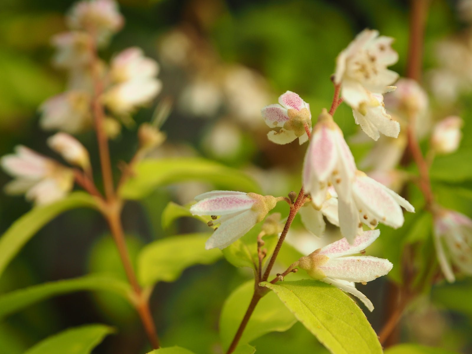 Deutzia rubens - Herrenkamper Gärten - Pflanzenraritäten