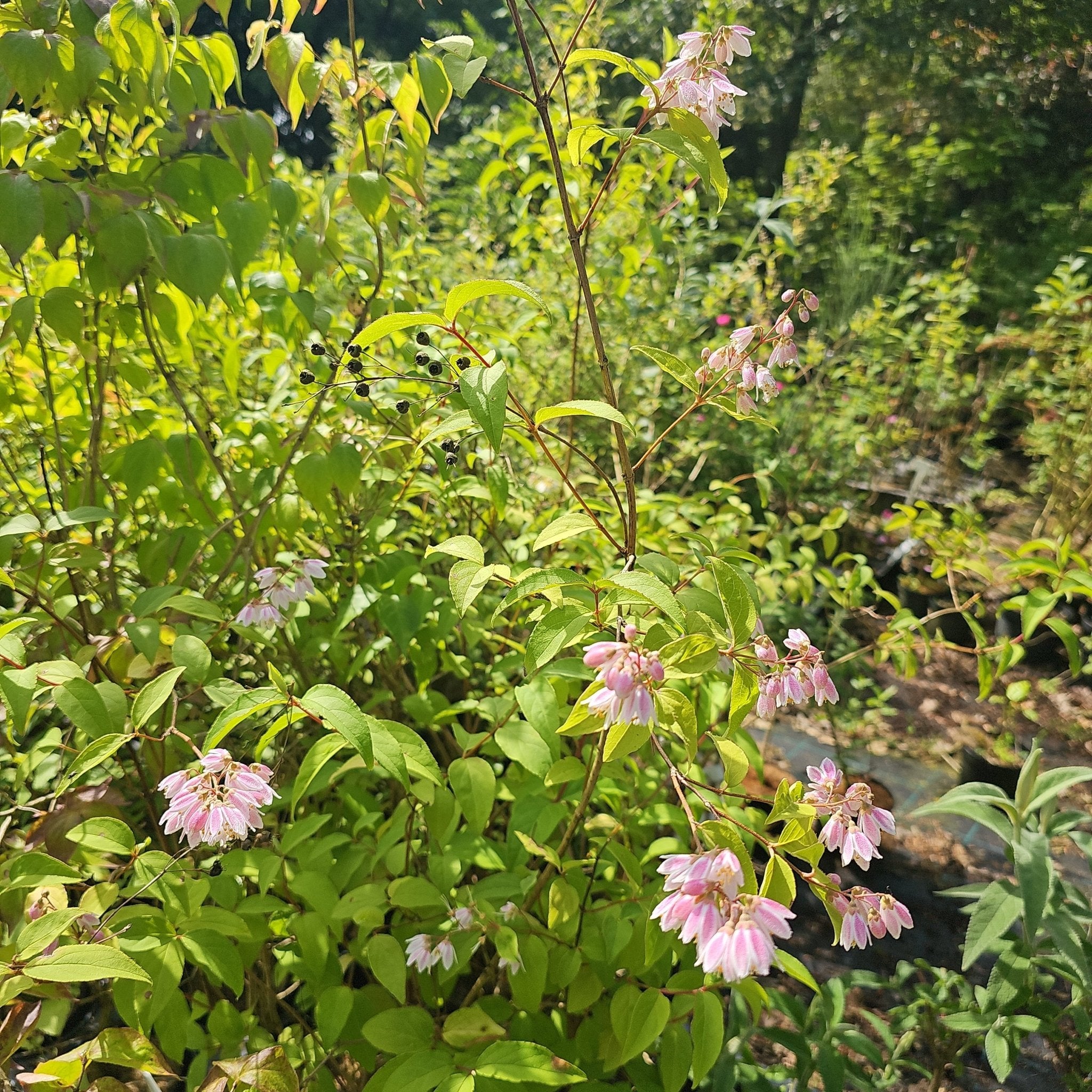 Deutzia rubens - Herrenkamper Gärten - Pflanzenraritäten