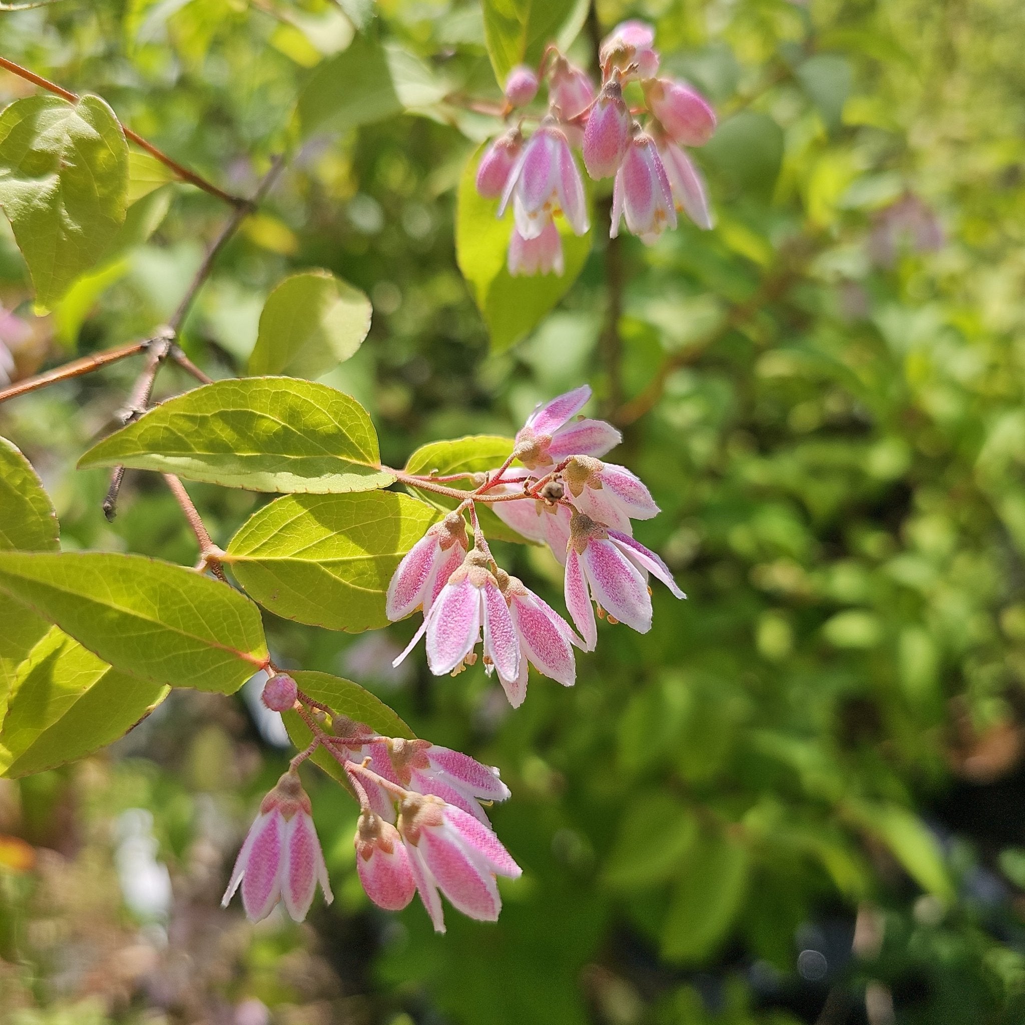 Deutzia rubens - Herrenkamper Gärten - Pflanzenraritäten