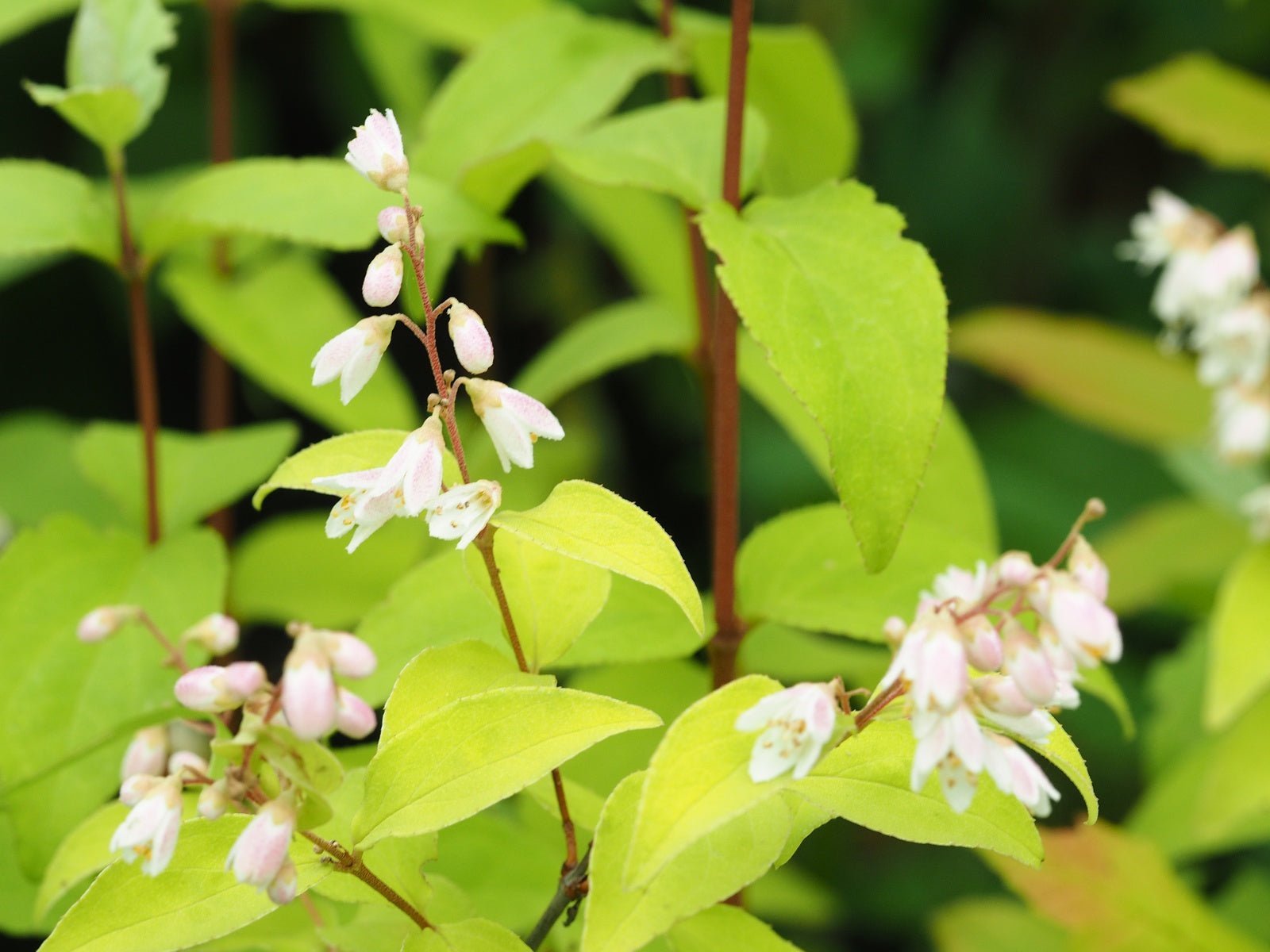 Deutzia rubens - Herrenkamper Gärten - Pflanzenraritäten