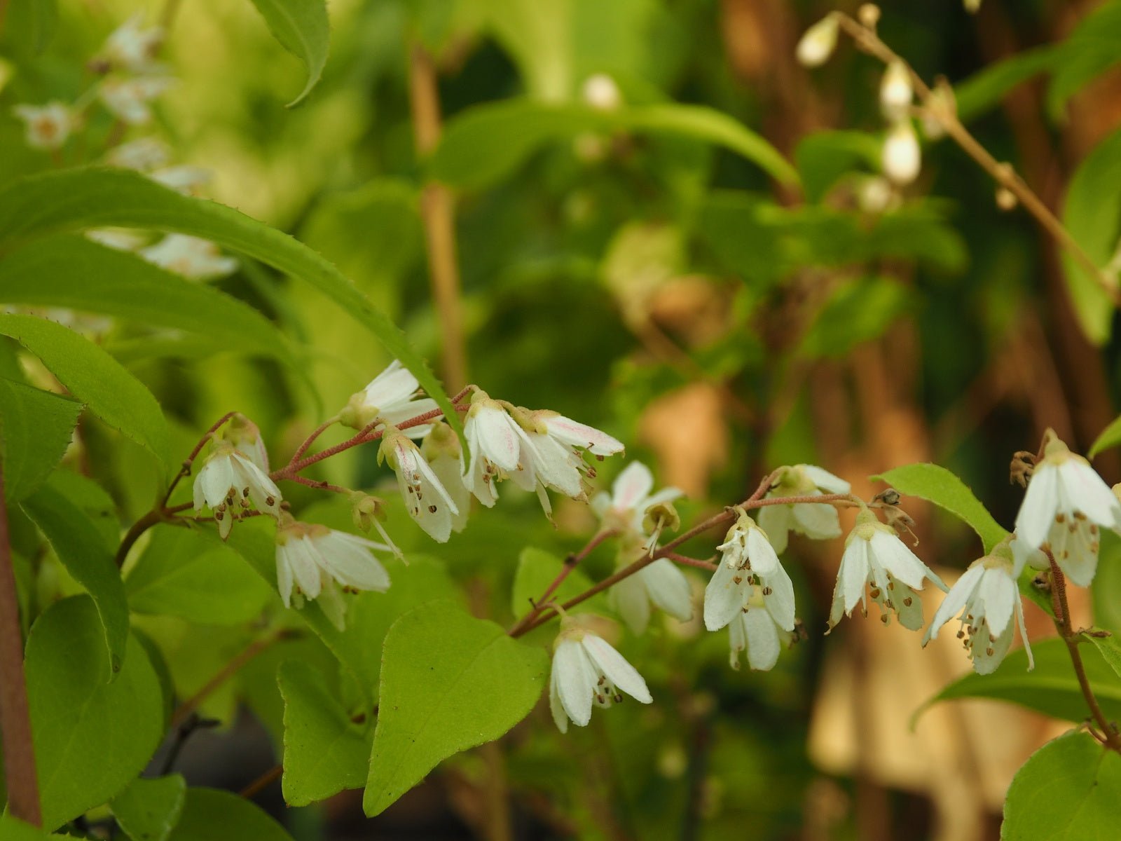 Deutzia rubens - Herrenkamper Gärten - Pflanzenraritäten