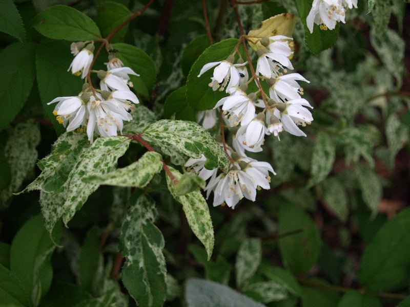 Deutzia scabra 'Variegata' - Herrenkamper Gärten - Pflanzenraritäten