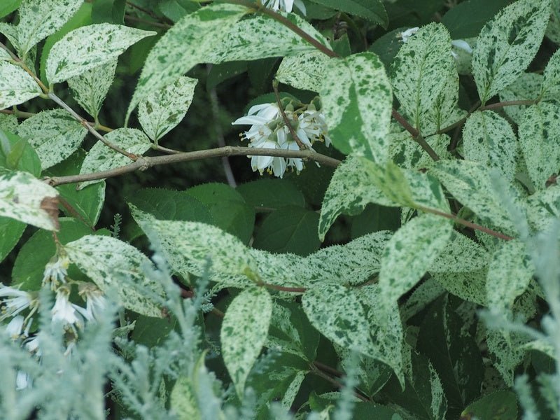 Deutzia scabra 'Variegata' - Herrenkamper Gärten - Pflanzenraritäten