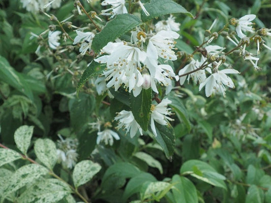 Deutzia scabra 'Variegata' - Herrenkamper Gärten - Pflanzenraritäten