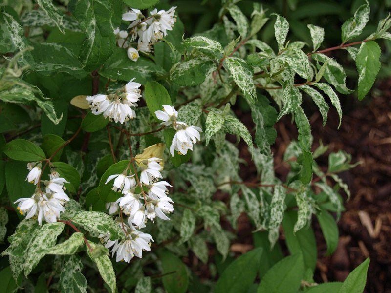 Deutzia scabra 'Variegata' - Herrenkamper Gärten - Pflanzenraritäten