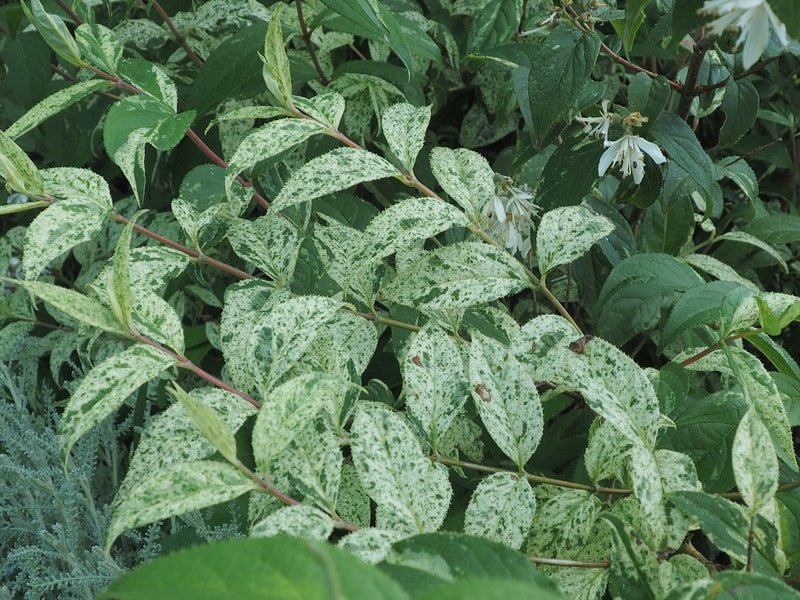 Deutzia scabra 'Variegata' - Herrenkamper Gärten - Pflanzenraritäten