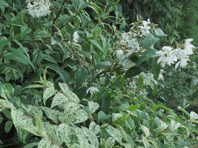 Deutzia scabra 'Variegata' - Herrenkamper Gärten - Pflanzenraritäten