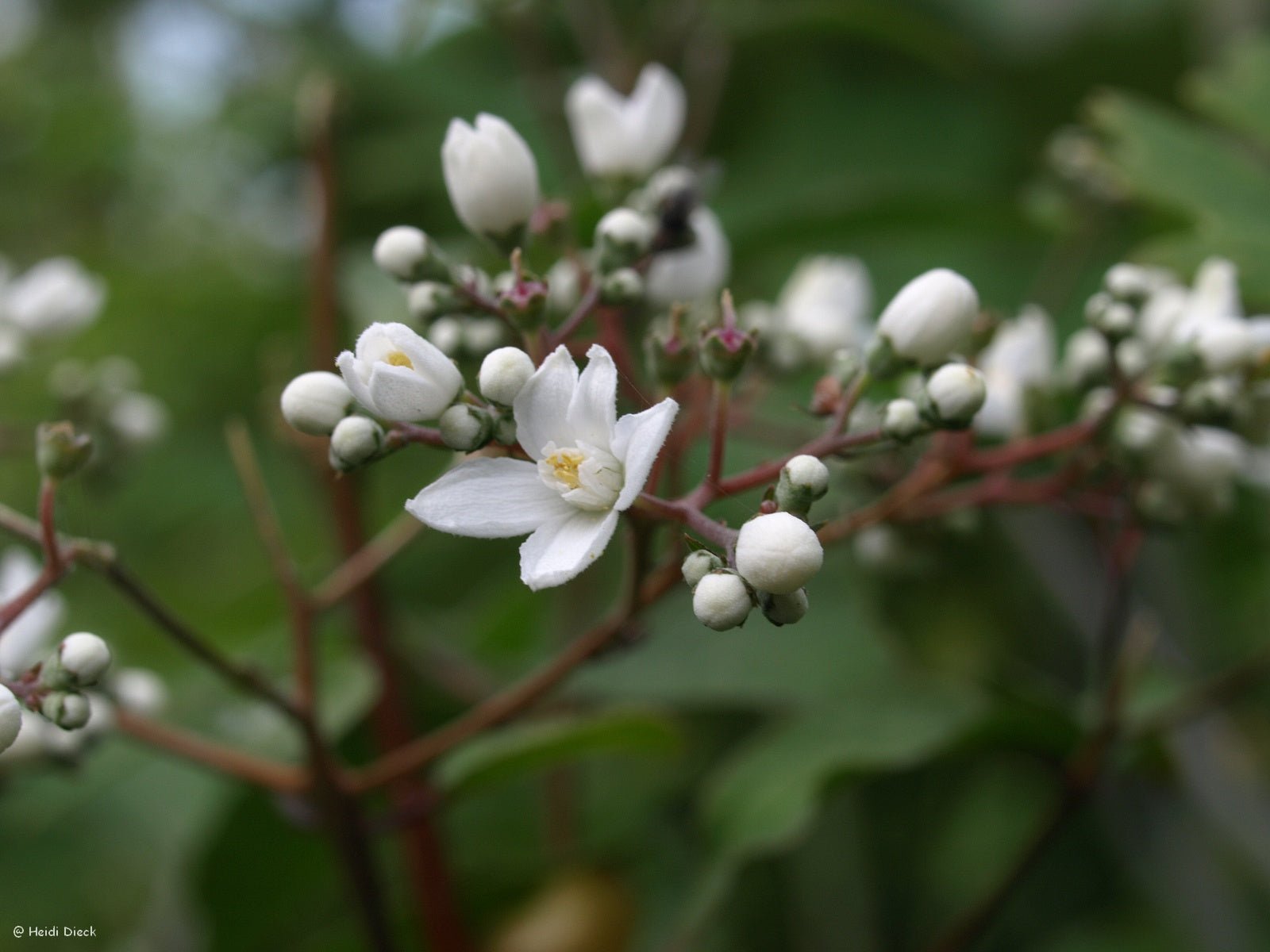 Deutzia setchuensis 'Sternjetop' - Herrenkamper Gärten - Pflanzenraritäten