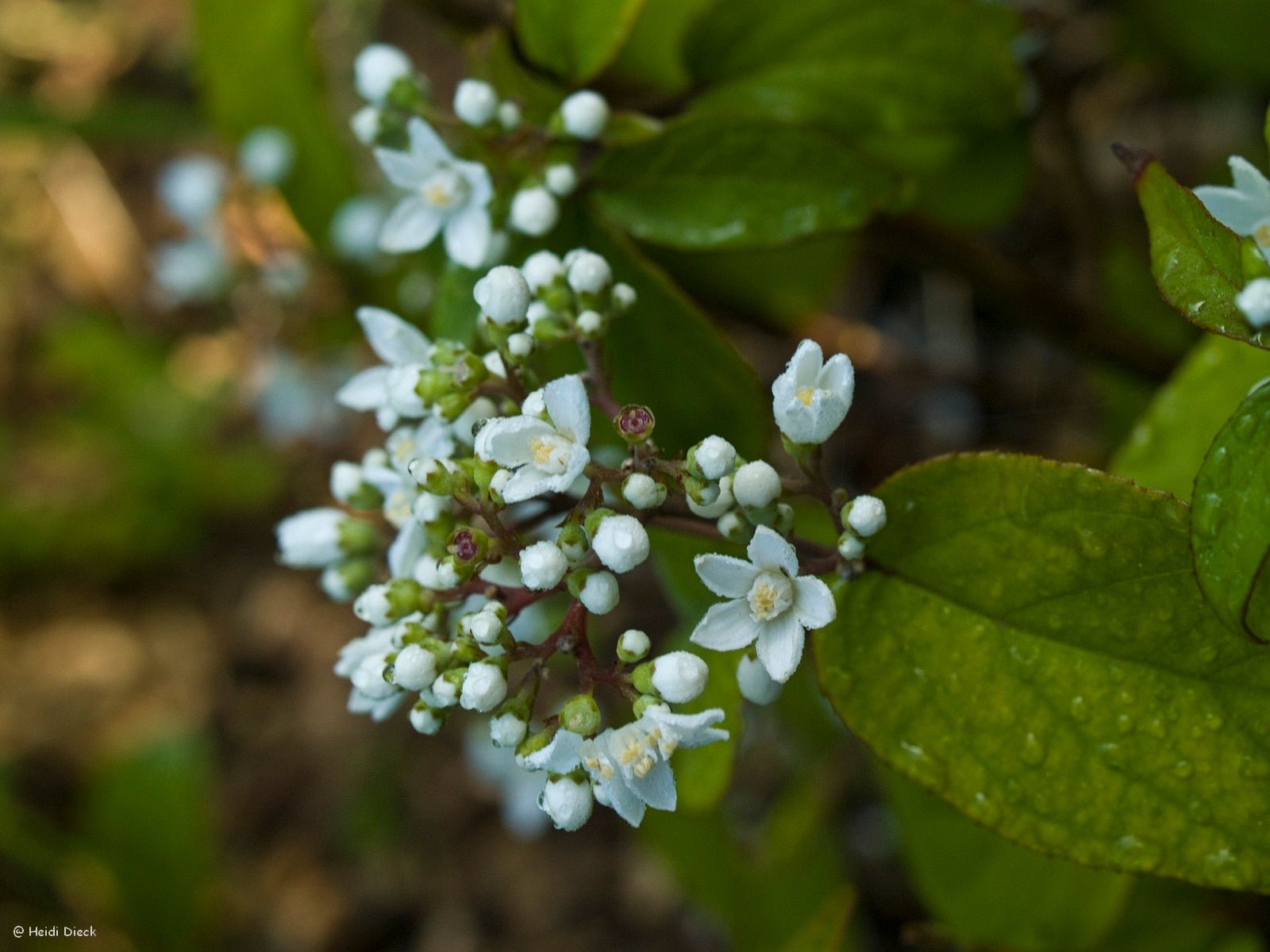 Deutzia setchuensis 'Sternjetop' - Herrenkamper Gärten - Pflanzenraritäten