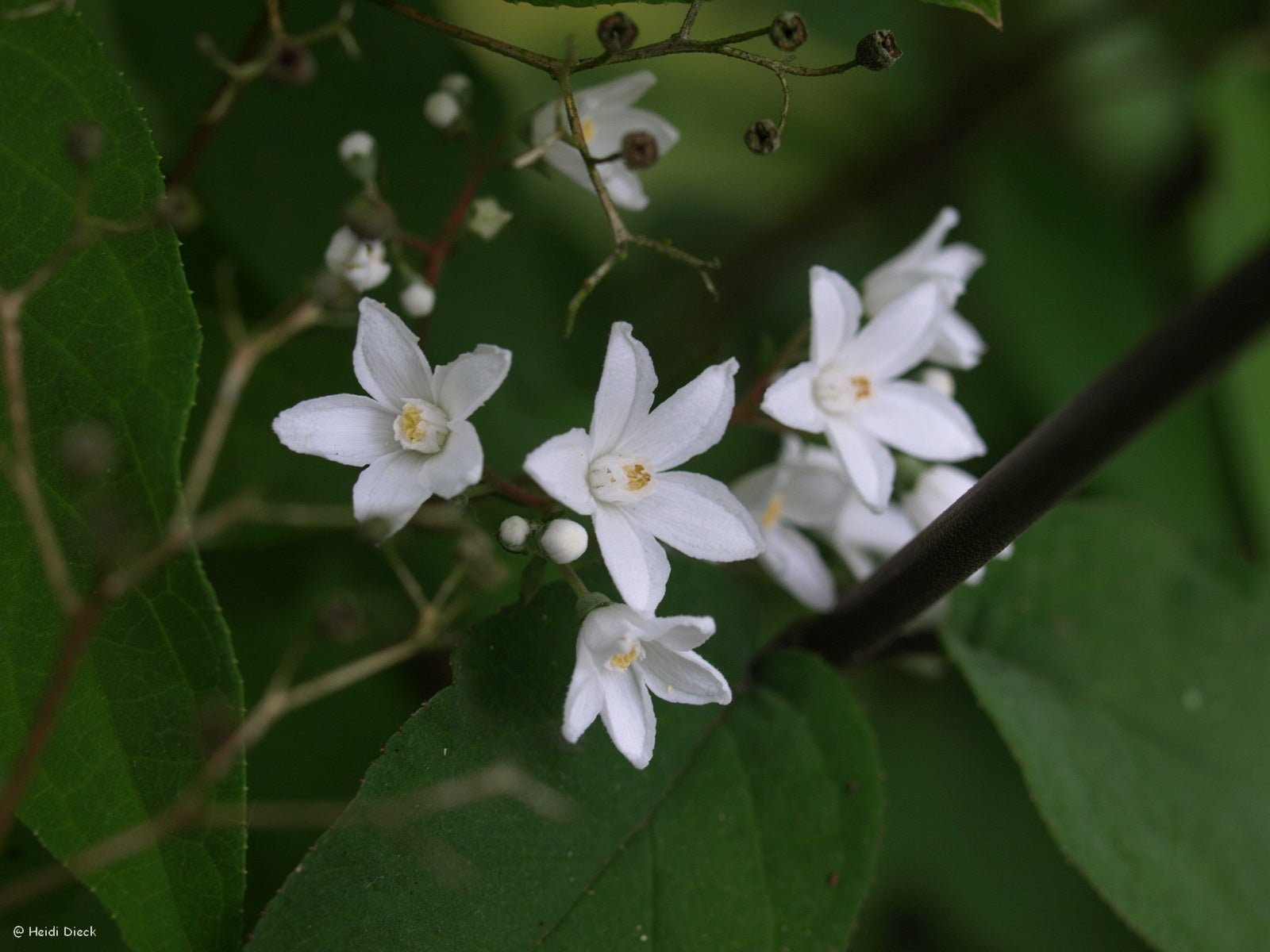 Deutzia setchuensis 'Sternjetop' - Herrenkamper Gärten - Pflanzenraritäten