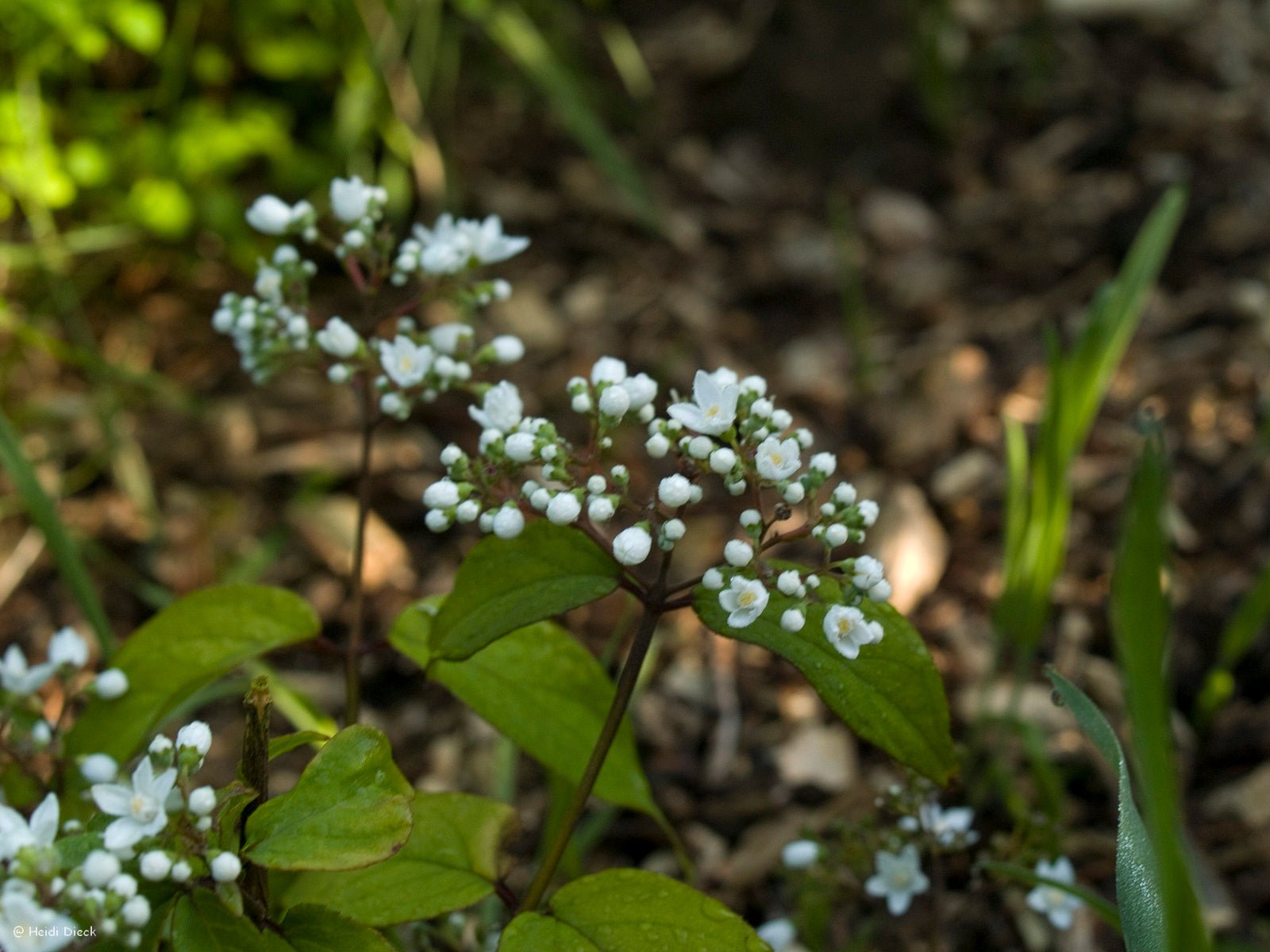 Deutzia setchuensis 'Sternjetop' - Herrenkamper Gärten - Pflanzenraritäten