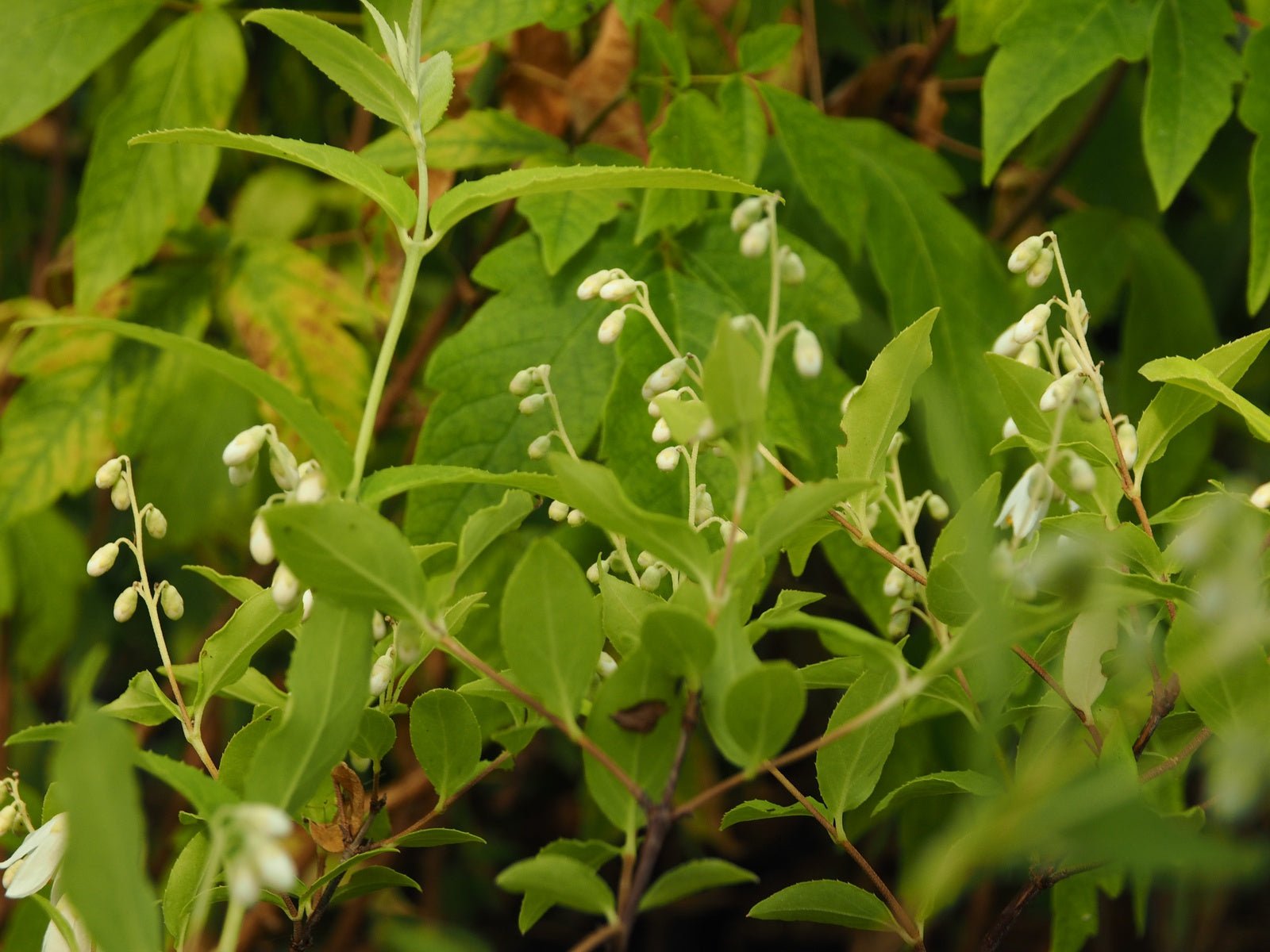 Deutzia taiwanensis - Herrenkamper Gärten - Pflanzenraritäten