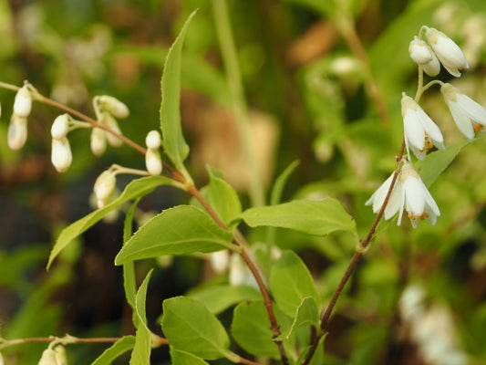 Deutzia taiwanensis - Herrenkamper Gärten - Pflanzenraritäten